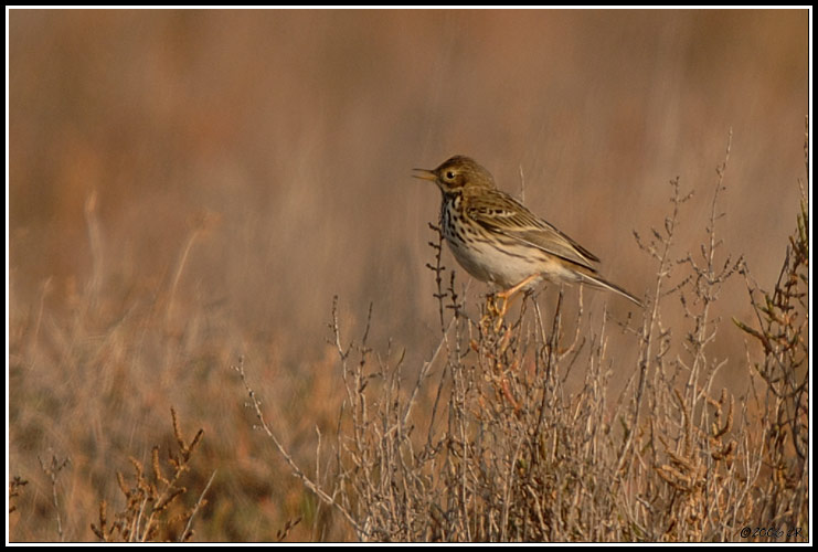 Meadow Pipit - Anthus pratensis