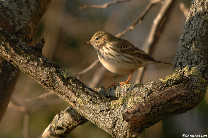 Pispola - Anthus pratensis