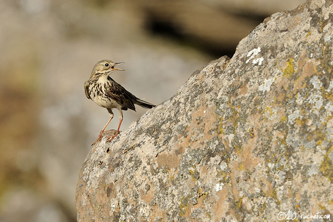 Meadow Pipit - Anthus pratensis