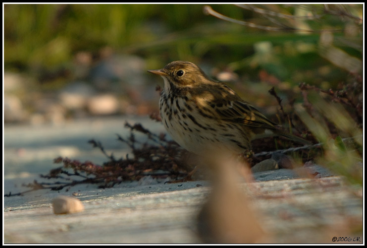 Meadow Pipit - Anthus pratensis