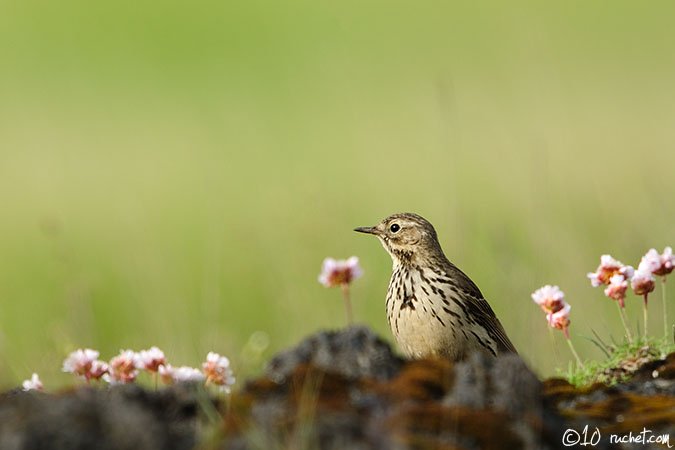 Meadow Pipit - Anthus pratensis