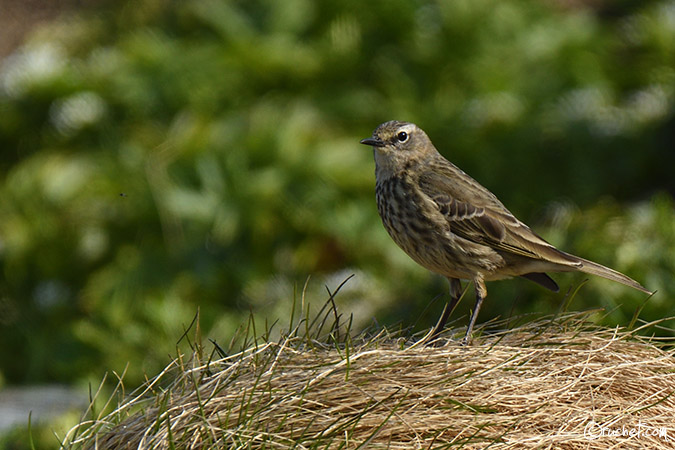 Eurasian Rock Pipit - Anthus petrosus