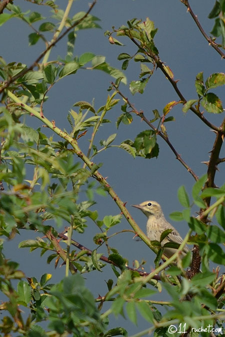 Pipit rousseline - Anthus campestris