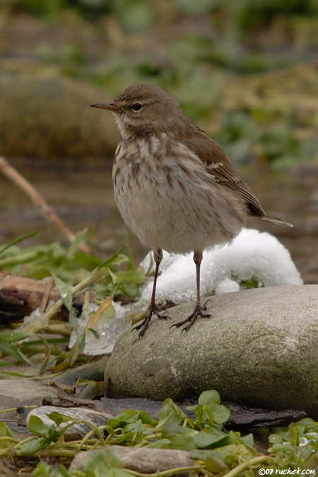 Pipit spioncelle - Anthus spinoletta