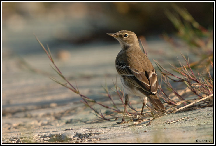 Pipit spioncelle - Anthus spinoletta