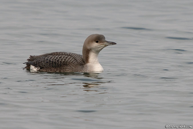 Strolaga mezzana - Gavia arctica