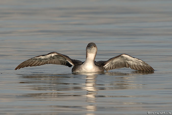 Strolaga mezzana - Gavia arctica