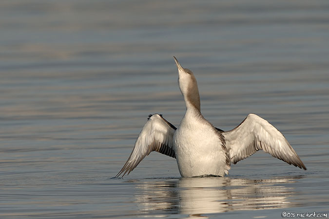 Strolaga mezzana - Gavia arctica