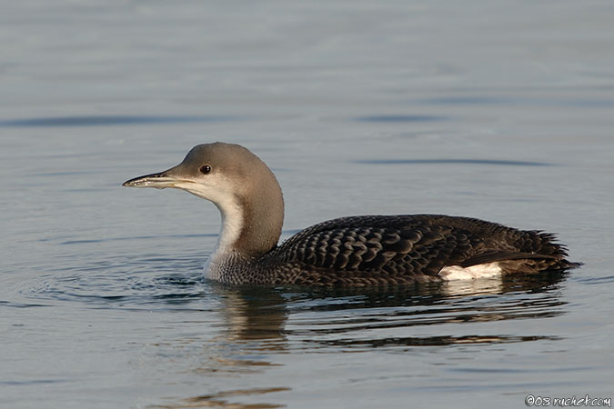 Plongeon arctique - Gavia arctica