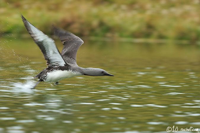 Plongeon catmarin - Gavia stellata