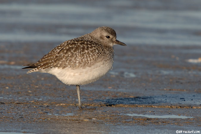 Grey Plover - Pluvialis squatarola