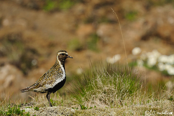 Pluvier doré - Pluvialis apricaria