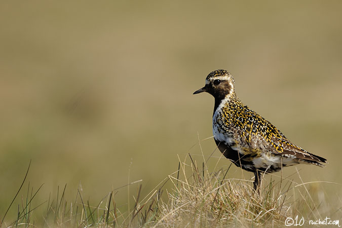 Piviere dorato - Pluvialis apricaria