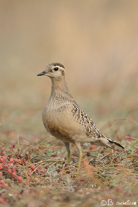 Pluvier guignard - Charadrius morinellus