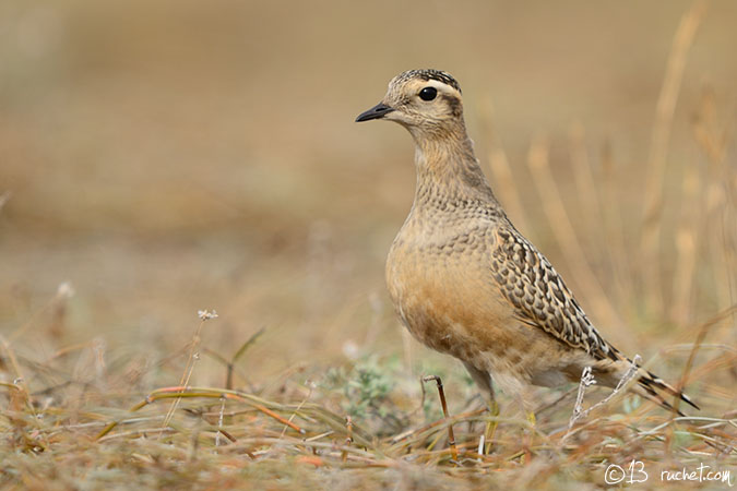 Pluvier guignard - Charadrius morinellus