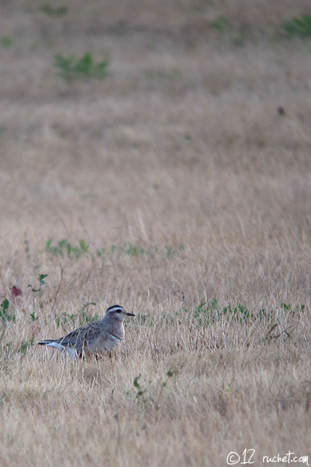 Pluvier guignard - Charadrius morinellus