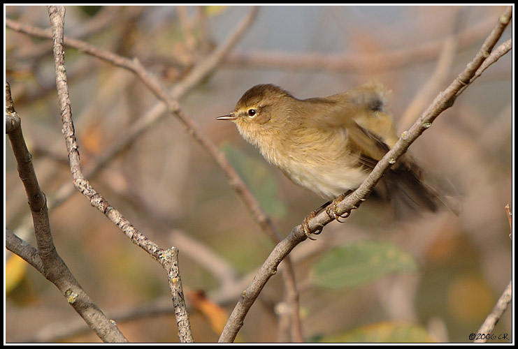 Luì piccolo - Phylloscopus collybita