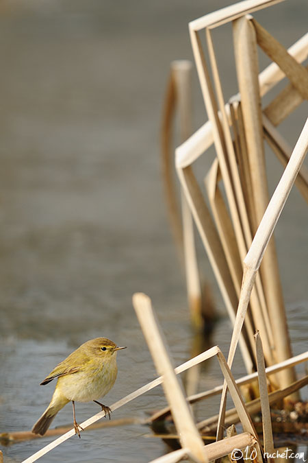 Luì piccolo - Phylloscopus collybita