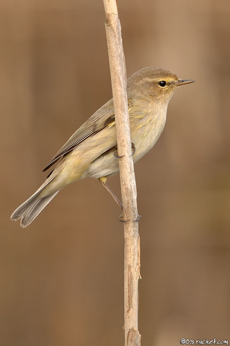 Luì piccolo - Phylloscopus collybita