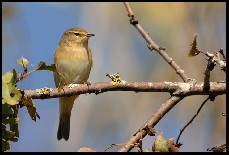 Luì piccolo - Phylloscopus collybita