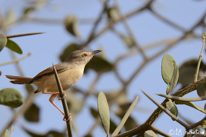 Prinia fianchifulvi - Prinia subflava