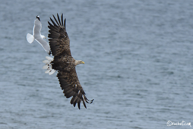 Pygargue à queue blanche - Haliaeetus albicilla