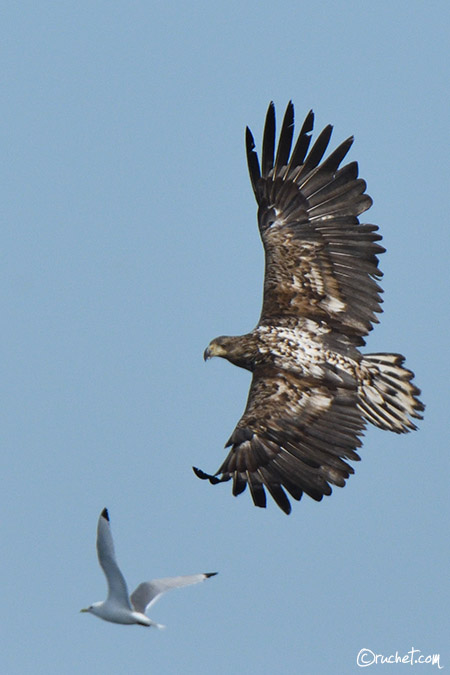 Aquila di mare - Haliaeetus albicilla