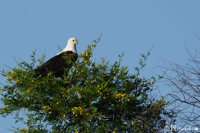 Pygargue vocifer - Haliaeetus vocifer