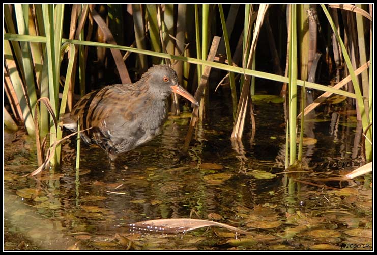 Râle d'eau - Rallus aquaticus