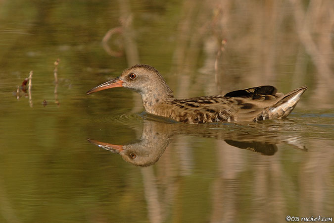 Râle d'eau - Rallus aquaticus