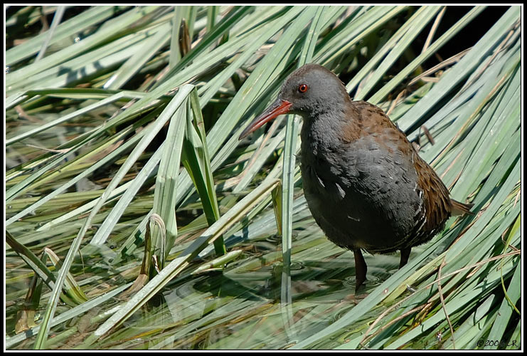 Râle d'eau - Rallus aquaticus