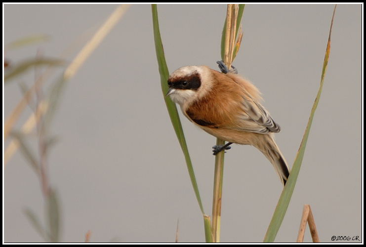 Rémiz penduline - Remiz pendulinus