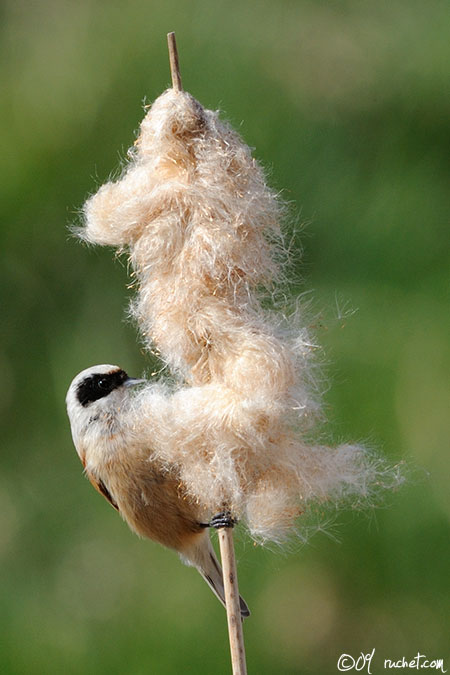 Eurasian Penduline Tit - Remiz pendulinus