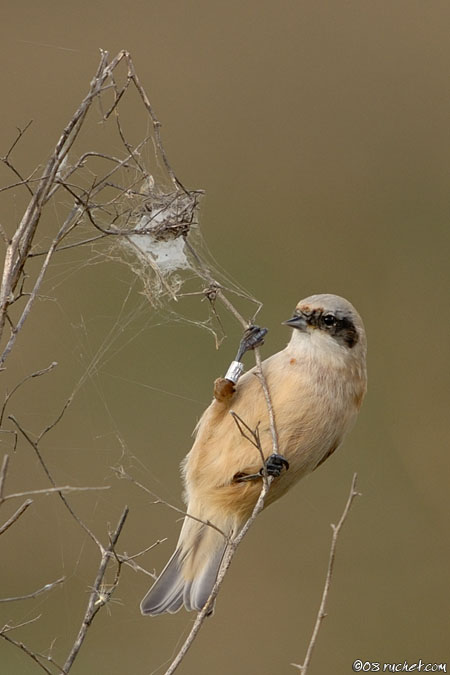 Rémiz penduline - Remiz pendulinus