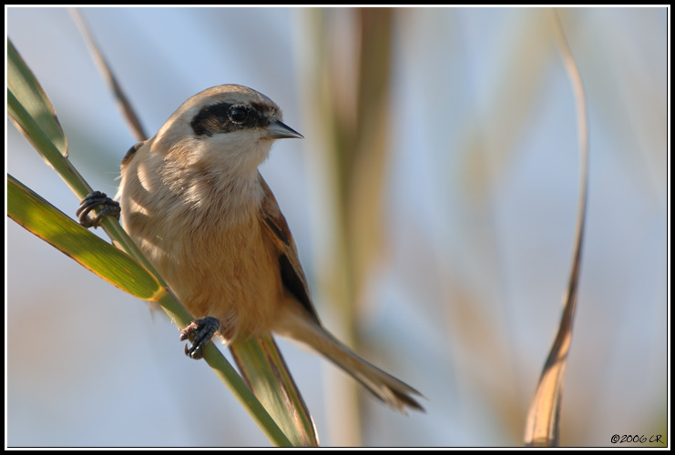 Rémiz penduline - Remiz pendulinus