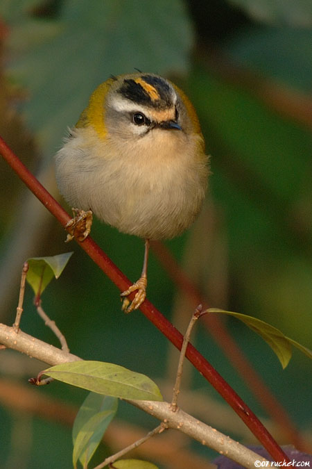 Roitelet à triple bandeau - Regulus ignicapilla