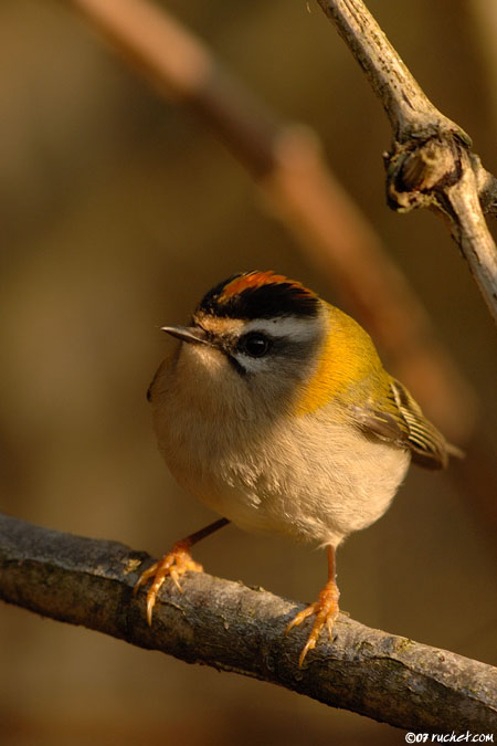 Roitelet à triple bandeau - Regulus ignicapilla