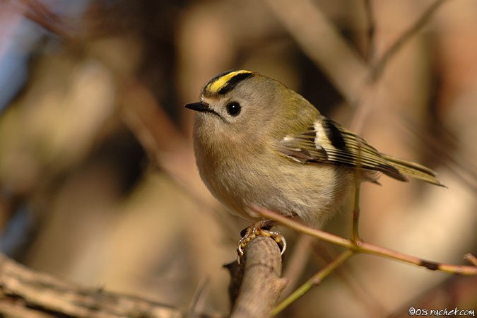 Goldcrest - Regulus regulus