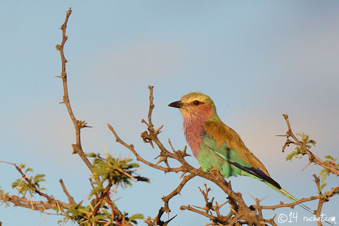 Ghiandaia marina pettolilla - Coracias caudatus