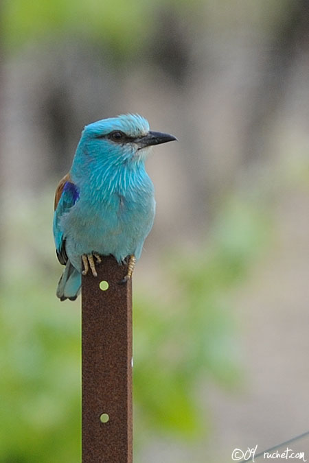 European Roller - Coracias garrulus