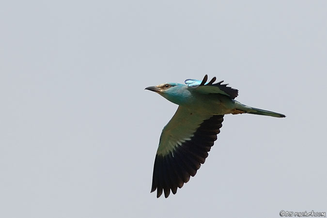 European Roller - Coracias garrulus