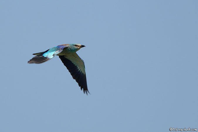 Rollier d'Europe - Coracias garrulus