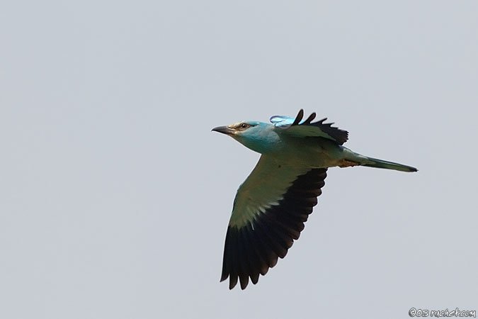 Rollier d'Europe - Coracias garrulus