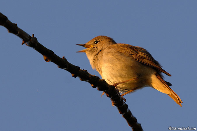 Usignolo - Luscinia megarhynchos