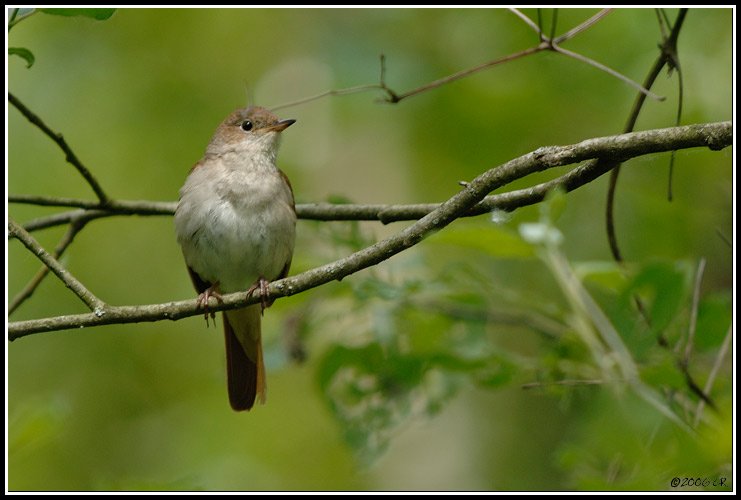 Rufous Nightingale - Luscinia megarhynchos