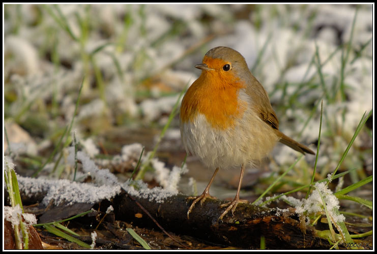 Rougegorge familier - Erithacus rubecula