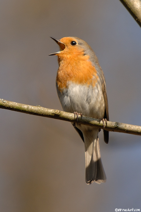 Rougegorge familier - Erithacus rubecula