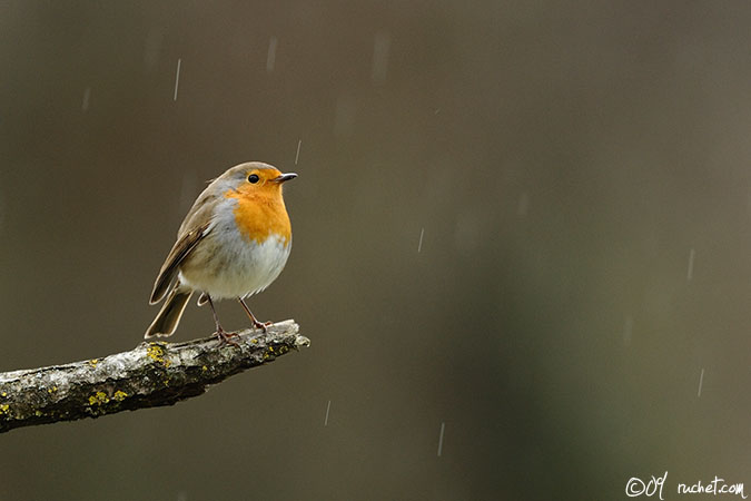 Rougegorge familier - Erithacus rubecula