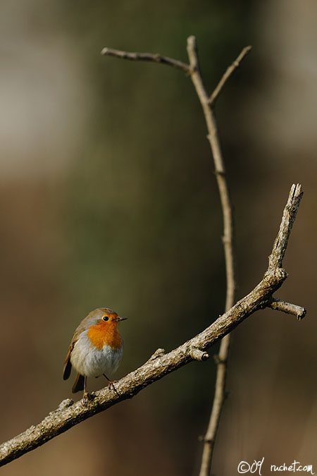 Rougegorge familier - Erithacus rubecula