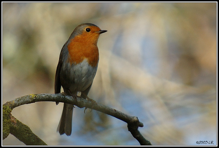 Rougegorge familier - Erithacus rubecula